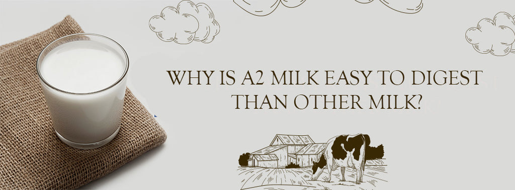 Why is A2 Milk Easy to Digest than Other Milk?